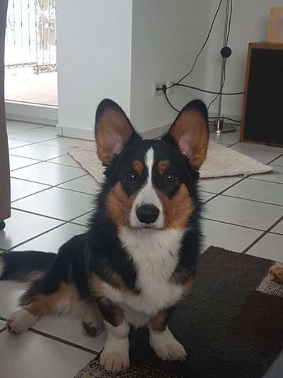 Corgis und ihre persönlichen Hofangestellten-Beitrag-Bild