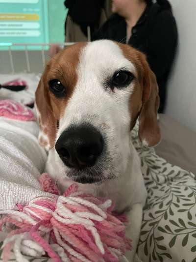 Hundetreffen-Zusammen spazieren-Bild