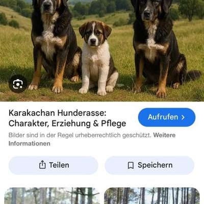 Herdenschutzhund-Beitrag-Bild