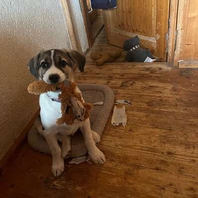 Herdenschutzhund-Beitrag-Bild