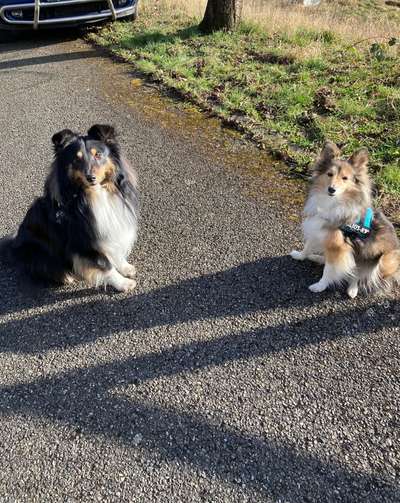 Shelties-Beitrag-Bild