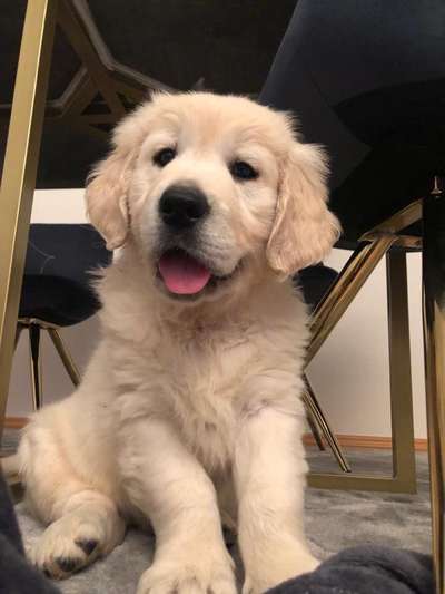 Als Welpen sind sie alle noch süßer-Beitrag-Bild