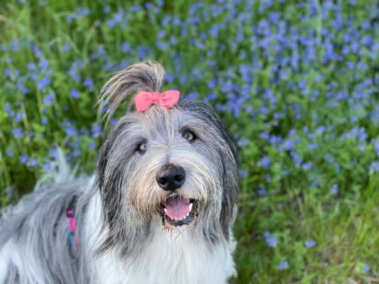 Die Dogorama Kalender Challenge Titelbild-Beitrag-Bild