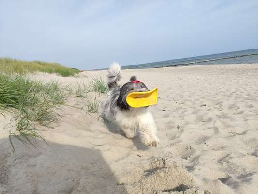 Zeigt eure verrücktesten Hundebilder-Beitrag-Bild