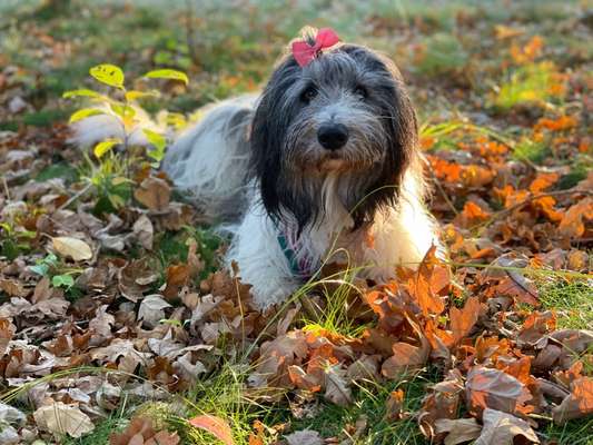 Herbst🍁-Beitrag-Bild