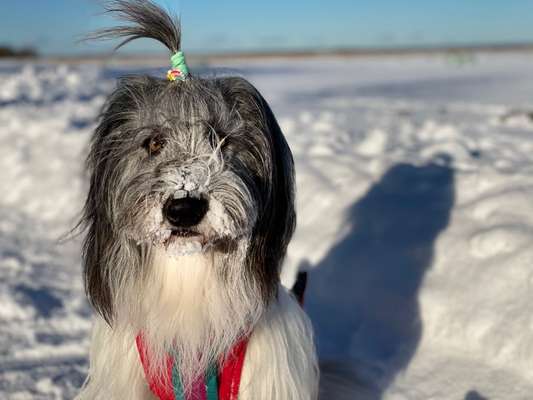 Fotochallenge 61 ~ Schnee-Beitrag-Bild