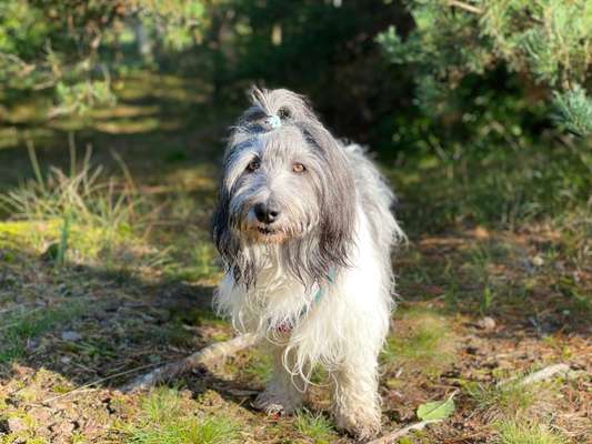 Rassen und ihre Eigenschaften-Beitrag-Bild