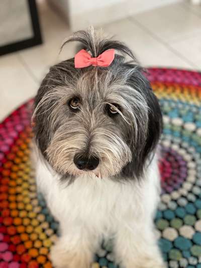 Dackelblick-Beitrag-Bild