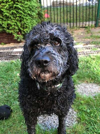 Warum liebst du deinen Hund?-Beitrag-Bild