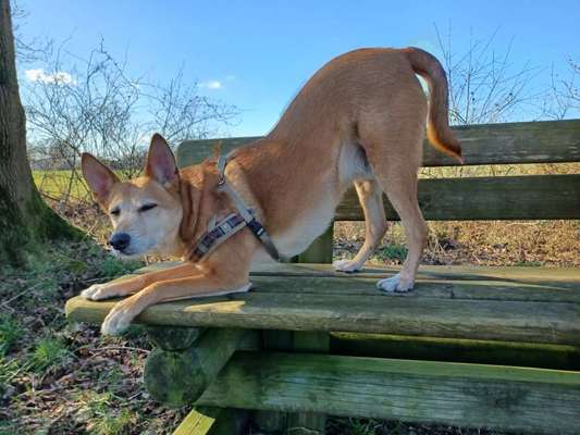 31. Collagen Challenge - Bänke/ Steine /Baumstümpfe-Beitrag-Bild