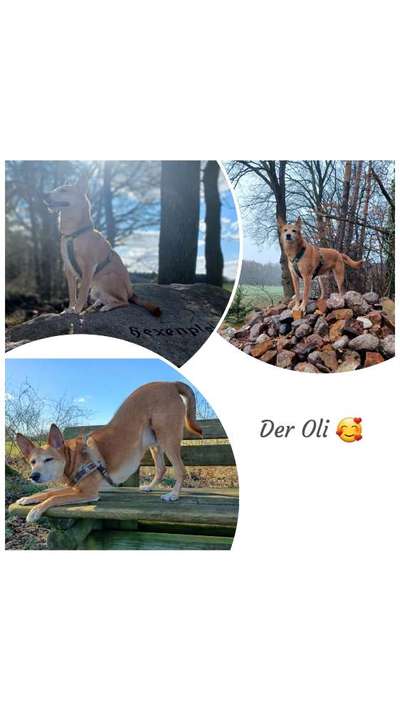 31. Collagen Challenge - Bänke/ Steine /Baumstümpfe-Beitrag-Bild