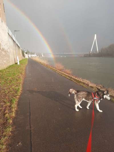 Dogorama-Monats-Challenge-Mai "Wasser"-Beitrag-Bild