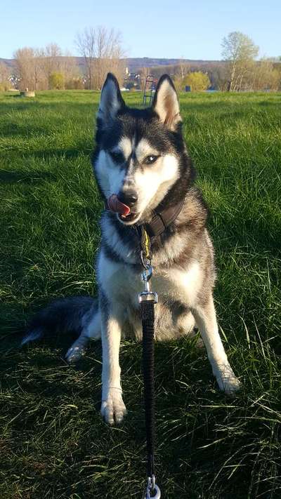 zeigt mal eure schönsten Fotos von euren Lieblingen.-Beitrag-Bild