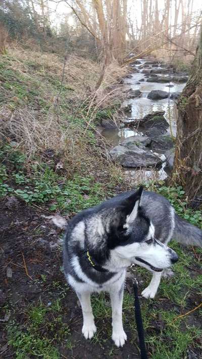 Husky-Beitrag-Bild