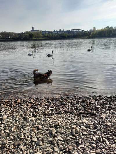 Dogorama-Monats-Challenge-Mai "Wasser"-Beitrag-Bild