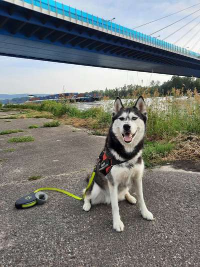 Die Dogorama Monats Challenge "Es grünt und blüht"-Beitrag-Bild