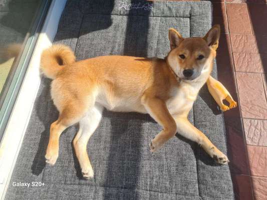 Shiba - Eltern-Beitrag-Bild