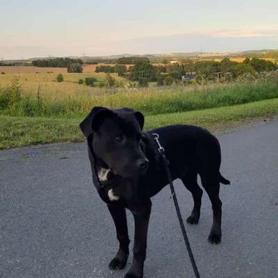 Hundetreffen-Hundespiel/Treffen