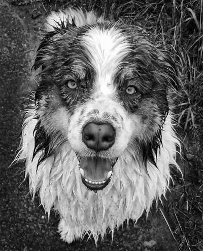 Hundetreffen-Wir suchen nette Leute und Hunde zum regelmäßigen Treffen-Bild