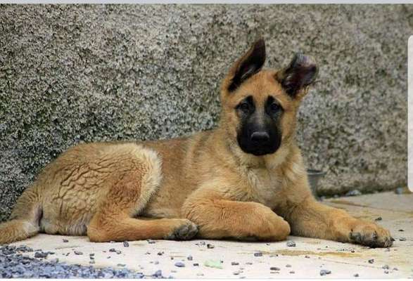 Welpen Bilder !-Beitrag-Bild