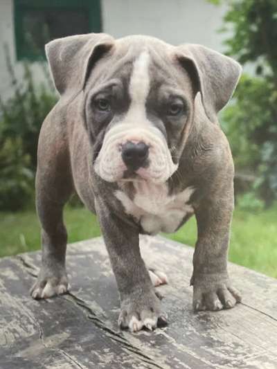 Welpen Bilder !-Beitrag-Bild