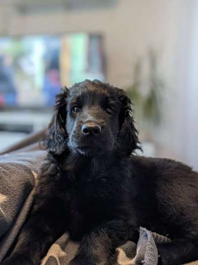 Hundetreffen-Socialwalk, Begegnungstraining, Kennenlernen-Bild