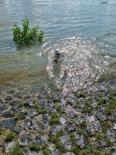 Weißer Schweizer Schäferhund-Beitrag-Bild