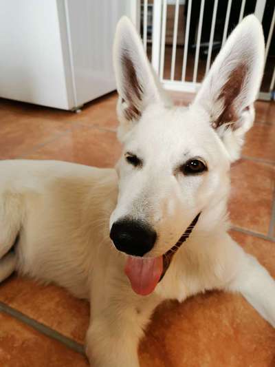 Weißer Schweizer Schäferhund-Beitrag-Bild