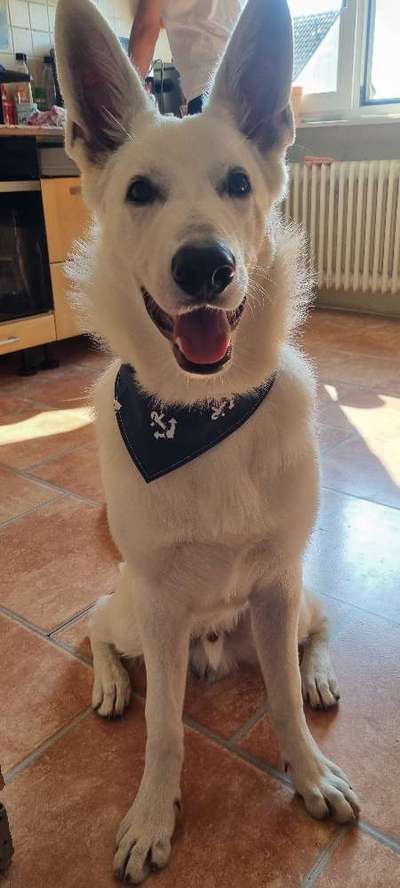 Weißer Schweizer Schäferhund-Beitrag-Bild