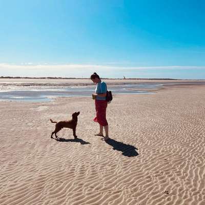 Wie optimal ist das Körpergewicht meines Hundes?-Beitrag-Bild