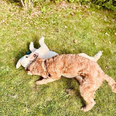 Wie optimal ist das Körpergewicht meines Hundes?-Beitrag-Bild