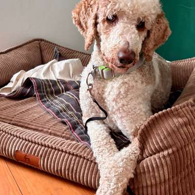 Tierschutzhunde suchen ein Zuhause-Beitrag-Bild