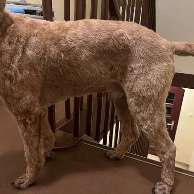 Wie optimal ist das Körpergewicht meines Hundes?-Beitrag-Bild