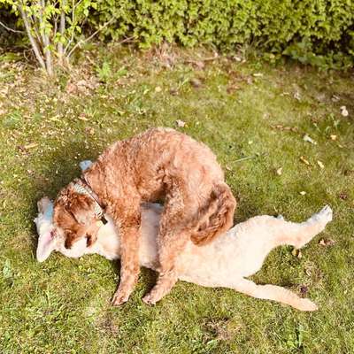 Wie optimal ist das Körpergewicht meines Hundes?-Beitrag-Bild