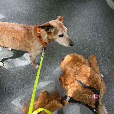 Hund an das Bahnfahren gewöhnen – eure Erfahrungen?-Beitrag-Bild