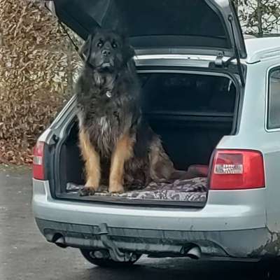 Campingurlaub (Zelten) alleine mit Hund - und die Autofahrt bis dahin-Beitrag-Bild
