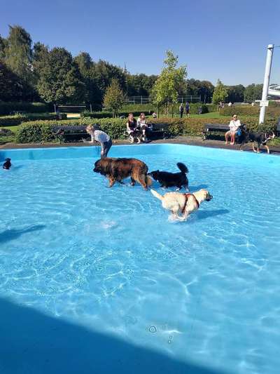 Eure Meinungen zu Hundebadetagen im Freibad?-Beitrag-Bild