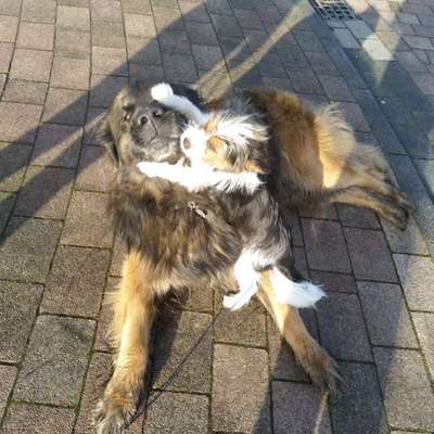 Brauchen wir getrennte Auslaufflächen für kleine Hunde? 🐶-Beitrag-Bild