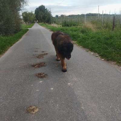Was hat euch heute mit eurem Hund gefreut?-Beitrag-Bild
