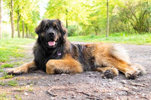 Welche Rasse? Und warum?-Beitrag-Bild