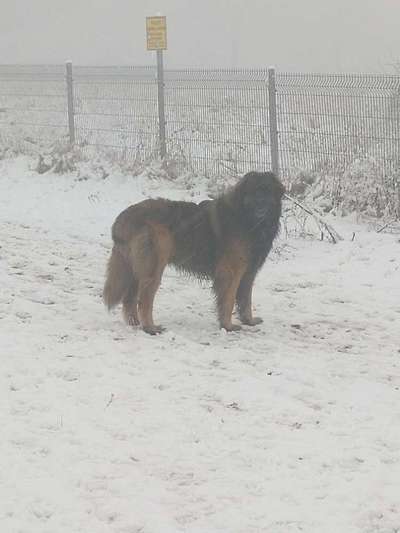 Leonberger-Beitrag-Bild