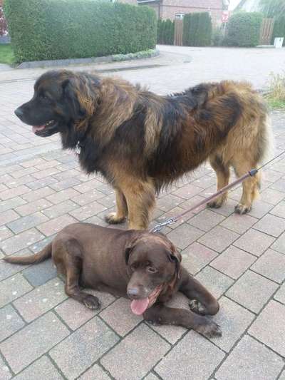 Bester Freund, Hundekumpel - zeigt her!-Beitrag-Bild