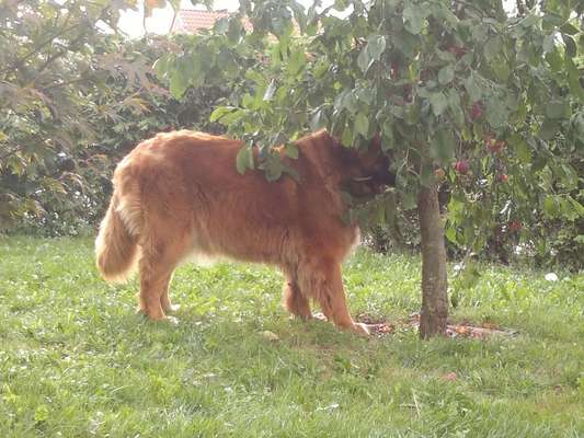 Eicheln gefressenen-Beitrag-Bild