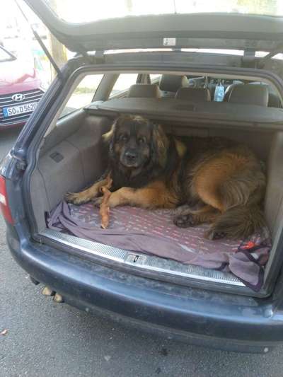 Hund im Auto-Beitrag-Bild