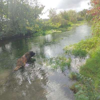 Was hat euch heute mit eurem Hund gefreut?-Beitrag-Bild