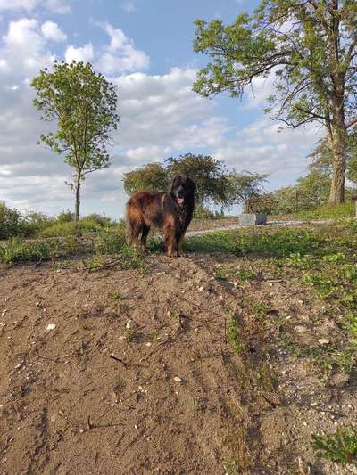 Leonberger-Beitrag-Bild