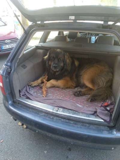 Hund im Backofen!!! Todesfalle Auto...-Beitrag-Bild