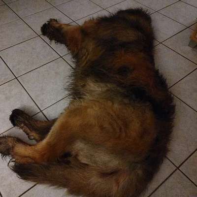 Welche besondere Angewohnheiten haben eure Hunde?-Beitrag-Bild