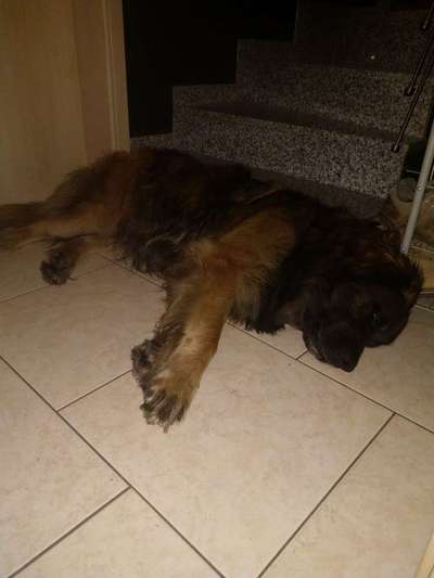 Welpen Bilder !-Beitrag-Bild