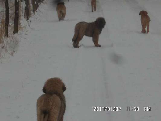 Welpen Bilder !-Beitrag-Bild